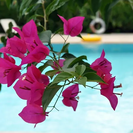 Hotel Tuncer Garden 3*