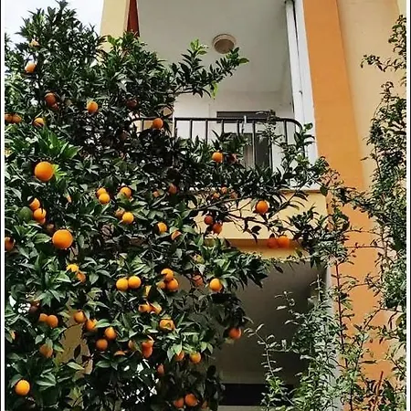 Tuncer Garden