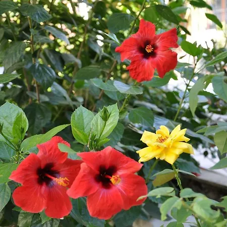 Tuncer Garden מלון 3*