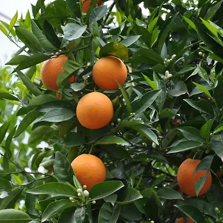 Tuncer Garden فندق كمر